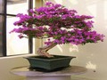 Bougainvillea сложувалка да се игра онлајн